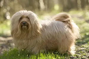 Havaneses Prints: Dog - Bichon Havanais / Havanese