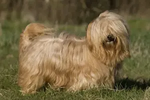 Dog - Bichon Havanais / Havanese