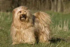 Dog - Bichon Havanais / Havanese