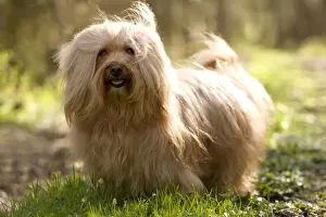 Dog - Bichon Havanais / Havanese