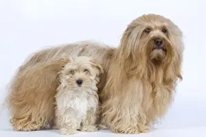 Dog - Bichon Havanais / Havanese adult & puppy in studio
