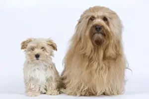 Havaneses Prints: Dog - Bichon Havanais / Havanese adult & puppy in studio
