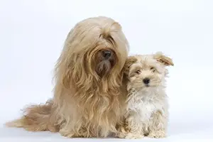 Dog - Bichon Havanais / Havanese adult & puppy in studio