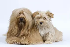 Dog - Bichon Havanais / Havanese adult & puppy in studio