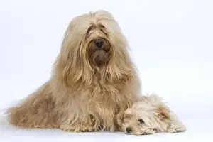 Dog - Bichon Havanais / Havanese adult & puppy in studio