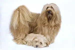 Dog - Bichon Havanais / Havanese adult & puppy in studio