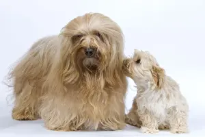 Dog - Bichon Havanais / Havanese adultt & puppy in studio