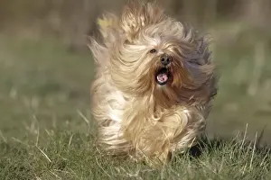 Dog - Bichon Havanais / Havanese - running towards camera