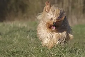 Havaneses Prints: Dog - Bichon Havanais / Havanese - running towards camera