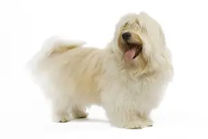 Dog - Bichon Havanais / Havanese in studio