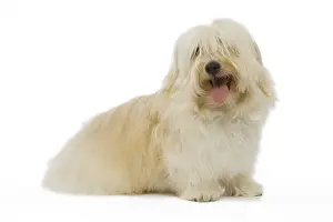 Dog - Bichon Havanais / Havanese in studio