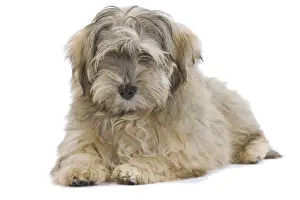 Dog - Bichon Havanais / Havanese in studio