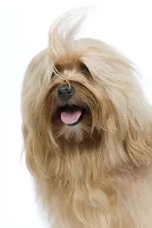 Dog - Bichon Havanais / Havanese in studio