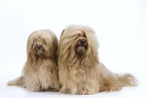 Dog - Bichon Havanais / Havanese in studio