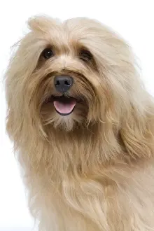 Dog - Bichon Havanais / Havanese in studio