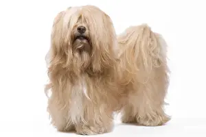 Dog - Bichon Havanais / Havanese in studio