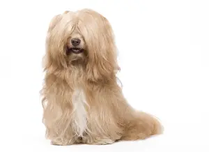 Dog - Bichon Havanais / Havanese in studio