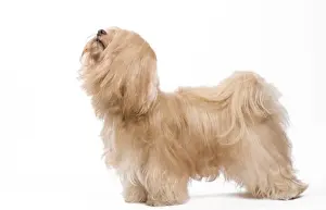 Dog - Bichon Havanais / Havanese in studio