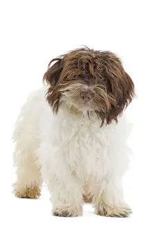 Scruffy Prints: Dog - Bichon Havanais / Havanese in studio
