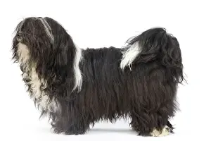 Dog - Bichon Havanais / Havanese in studio