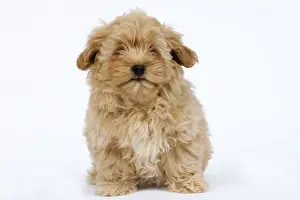 Dog - Bichon Havanais / Havanese in studio