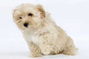 Trick Prints: Dog - Bichon Havanais / Havanese in studio - with one paw in the air
