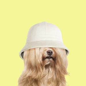 Bichon Gallery: Dog - Bichon Havanais / Havanese wearing pith hat
