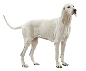 Images Dated 22nd October 2011: Dog - Billy breed
