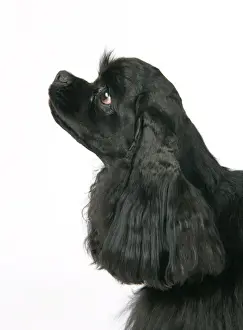 DOG. Black American cocker spaniel