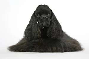 Images Dated 16th June 2007: DOG. Black American cocker spaniel