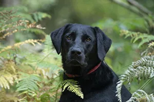 DOG. Black Labarador , head & shoulders , portrait in bracken, autumn DOG DOG. Black Labarador , head & shoulders , portrait in bracken, autumn DOG