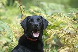 DOG. Black Labarador, head & shoulders, portrait in bracken, autumn