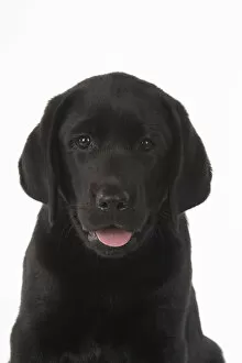 Images Dated 7th August 2020: DOG. Black labarador puppy (10 weeks old ) head study, expressions, studio, white background