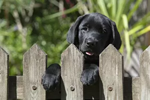 Images Dated 7th August 2020: DOG. Black labarador puppy (10 weeks old ) head study, looking over a gate in a garden