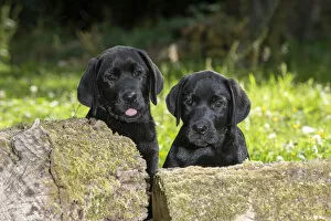 Images Dated 7th August 2020: DOG. Black labarador puppy (10 weeks old ) paws on a mossy log in a garden
