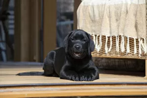 Images Dated 7th August 2020: DOG. Black labarador puppy (10 weeks old ) laying in the doorway of a garden room looking out
