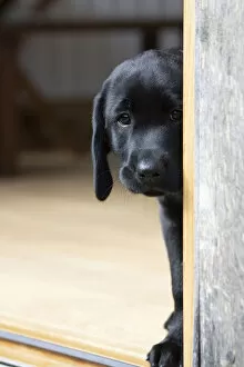 Images Dated 7th August 2020: DOG. Black labarador puppy (10 weeks old ) standing in the doorway of a garden room with its head