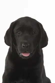 Sticking Prints: DOG. Black labarador puppy (10 weeks old ) head study