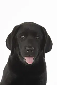 DOG. Black labarador puppy (10 weeks old ) head study, expressions, studio, white background