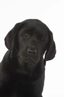 DOG. Black labarador puppy (10 weeks old ) head study, expressions, studio, white background