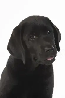 DOG. Black labarador puppy (10 weeks old ) head study, expressions, studio, white background