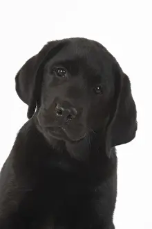 DOG. Black labarador puppy (10 weeks old ) head study, expressions, studio, white background