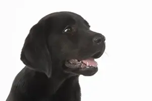 DOG. Black labarador puppy (10 weeks old ) head study, expressions, studio, white background