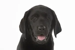 DOG. Black labarador puppy (10 weeks old ) head study, expressions, studio, white background