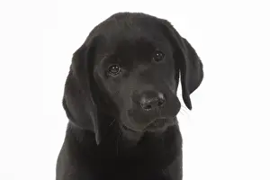 DOG. Black labarador puppy (10 weeks old ) head study, expressions, studio, white background