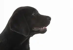 DOG. Black labarador puppy (10 weeks old ) head study, expressions, studio, white background