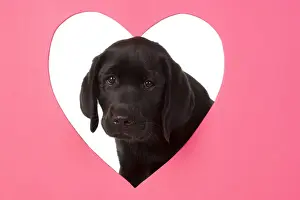 DOG. Black labarador puppy (10 weeks old ) head study, looking through heart shaped hole, studio, white background
