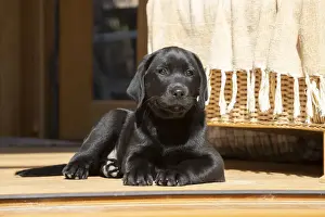 DOG. Black labarador puppy (10 weeks old ) laying in the doorway of a garden room looking out