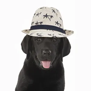 Images Dated 22nd July 2021: DOG. Black labarador puppy wearing a holiday hat Date: 22-07-2021