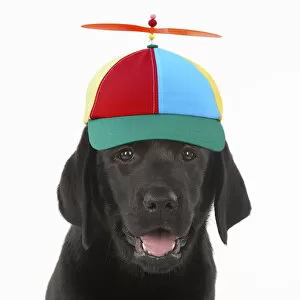DOG. Black labarador puppy wearing propeller hat Date: 18-04-2021